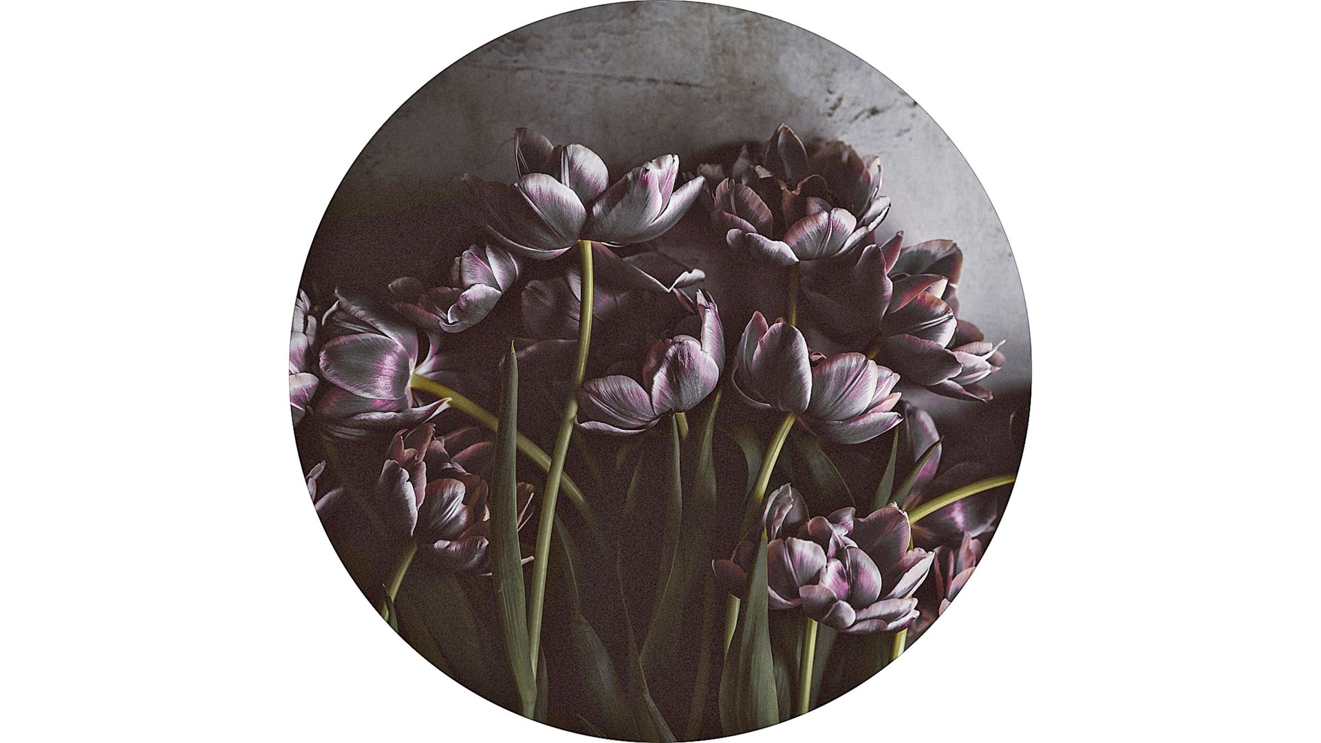 Digitaldruck Malerifabrikken aus Holz in Lila Digitalprint Dark Tulip auf Holz Motiv Dark Tulip – Durchmesser ca. 40 cm