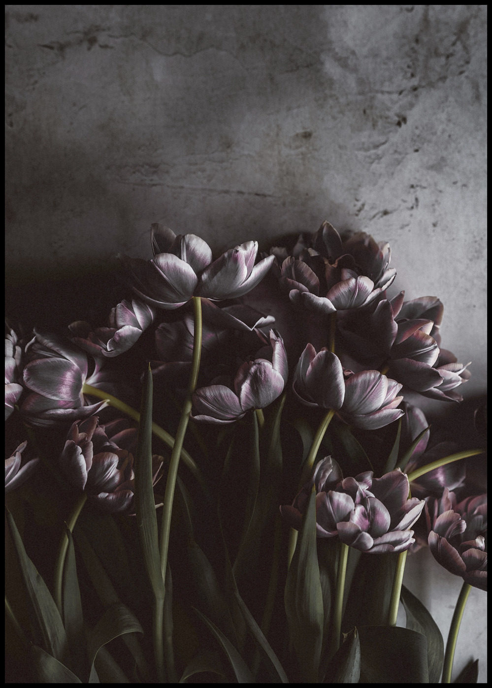 Kunstdruck Malerifabrikken aus Karton / Papier / Pappe in Lila Posterboard Dark tulips mit Rahmen Motiv Dark tulips & schwarzer Rahmen – ca. 70 x 100 cm