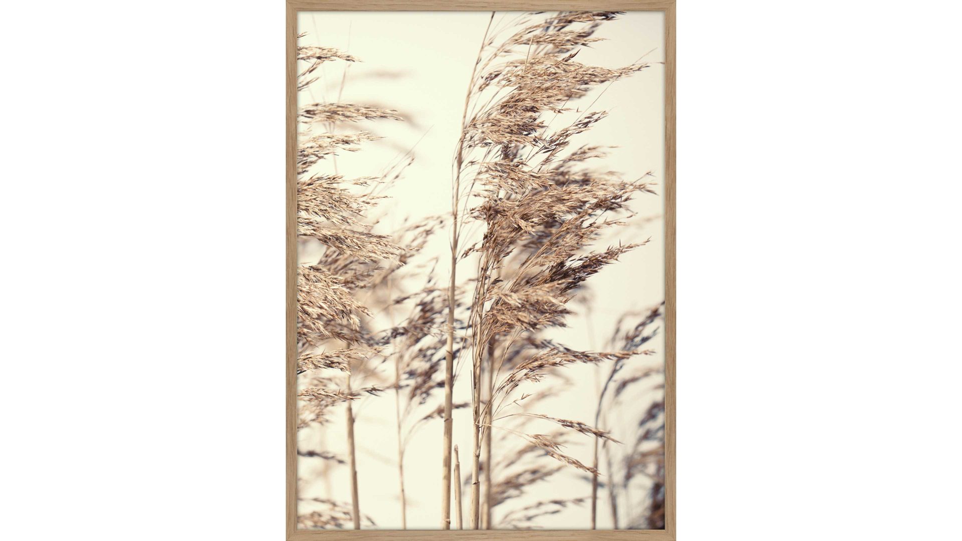 Kunstdruck Malerifabrikken aus Holz in Holzfarben Posterdruck Reed 1 bedrucktes Papier & Eiche – ca. 30 x 40 cm