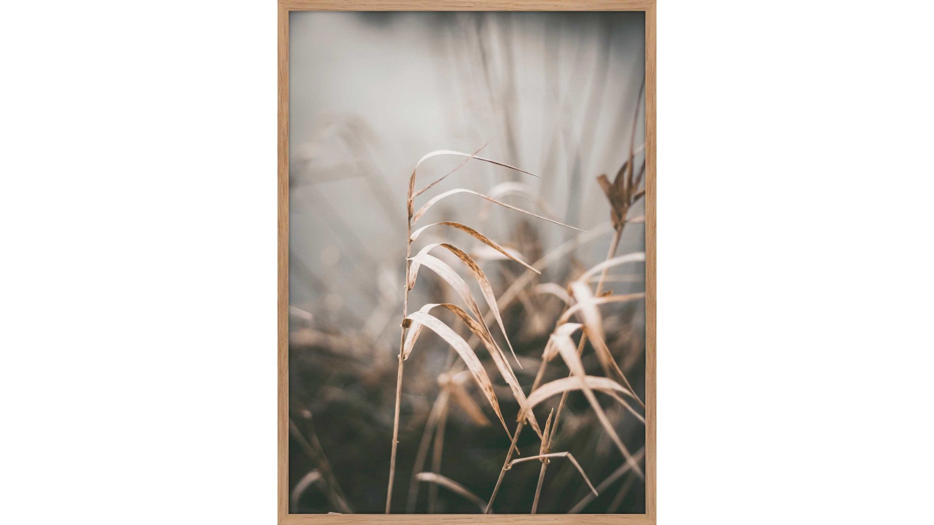 Kunstdruck Malerifabrikken aus Holz in Holzfarben Posterdruck Reed 2 bedrucktes Papier & Eiche – ca. 50 x 70 cm