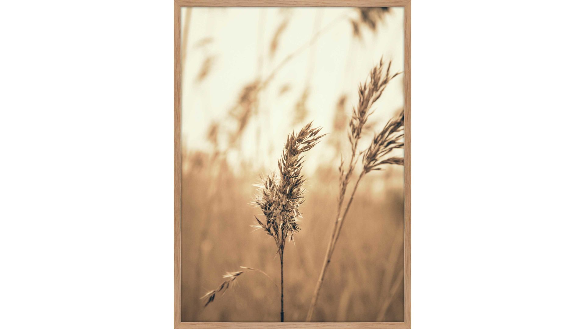 Kunstdruck Malerifabrikken aus Holz in Holzfarben Posterdruck Reed 3 bedrucktes Papier & Eiche – ca. 50 x 70 cm