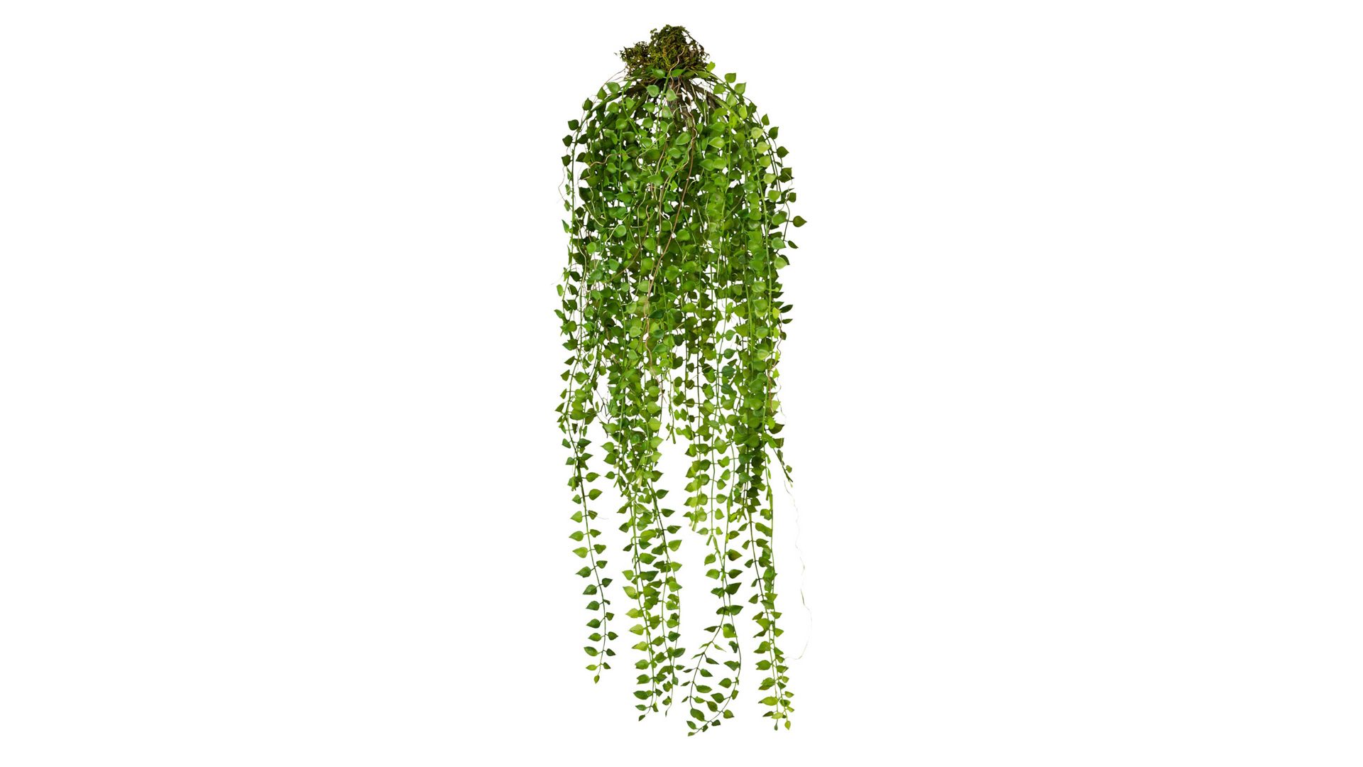 Pflanze Gasper aus Kunststoff in Grün Rachenrebe Columnea Sven grüner Kunststoff – Länge ca. 70 cm