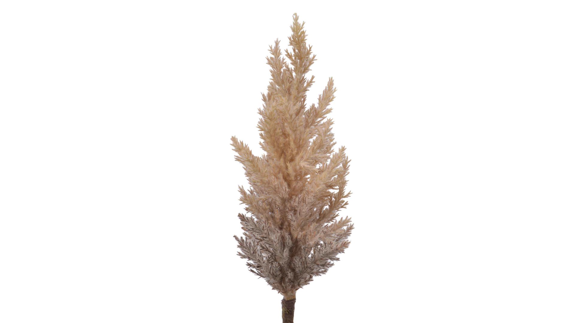 Zweig Kaemingk aus Kunststoff in Beige Pampasgras naturfarben - Höhe ca. 90 cm