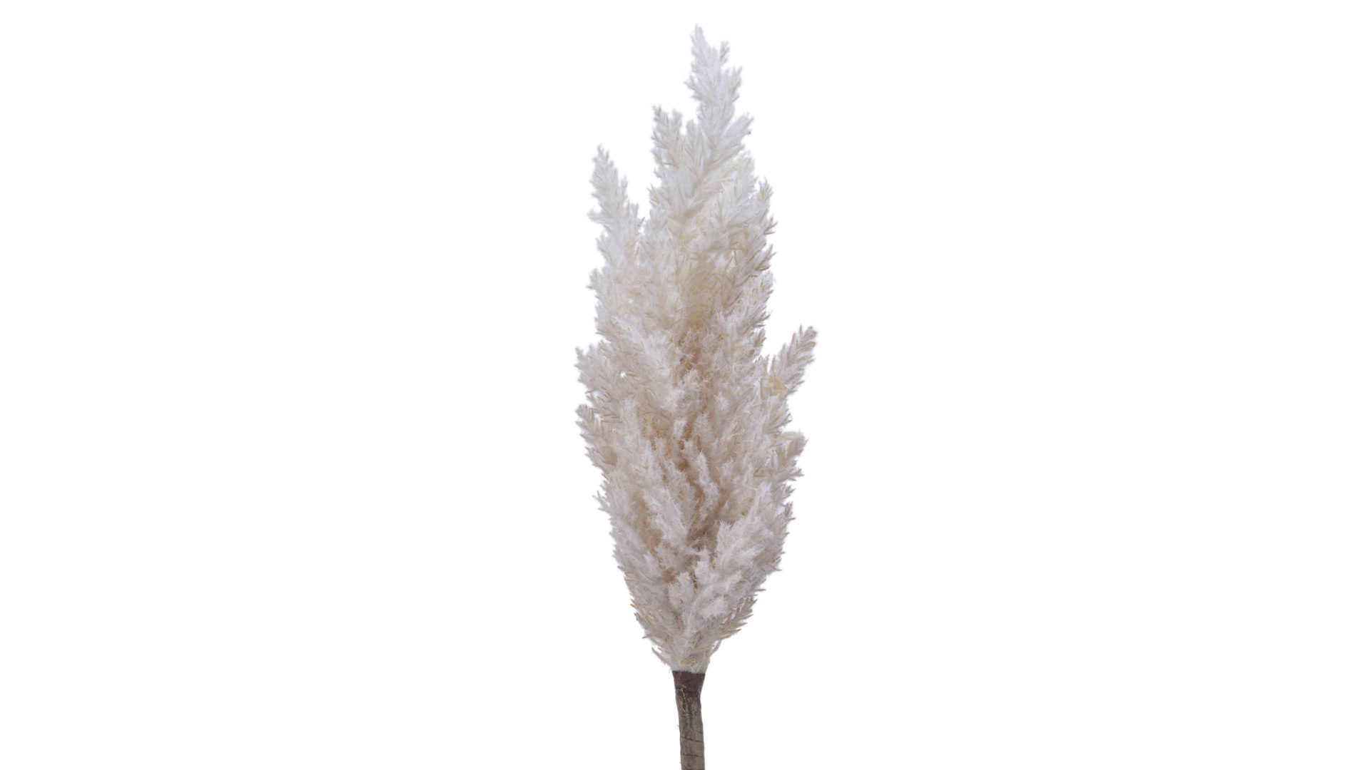 Zweig Kaemingk aus Kunststoff in Weiß Pampasgras Cremeweiß - Höhe ca. 90 cm