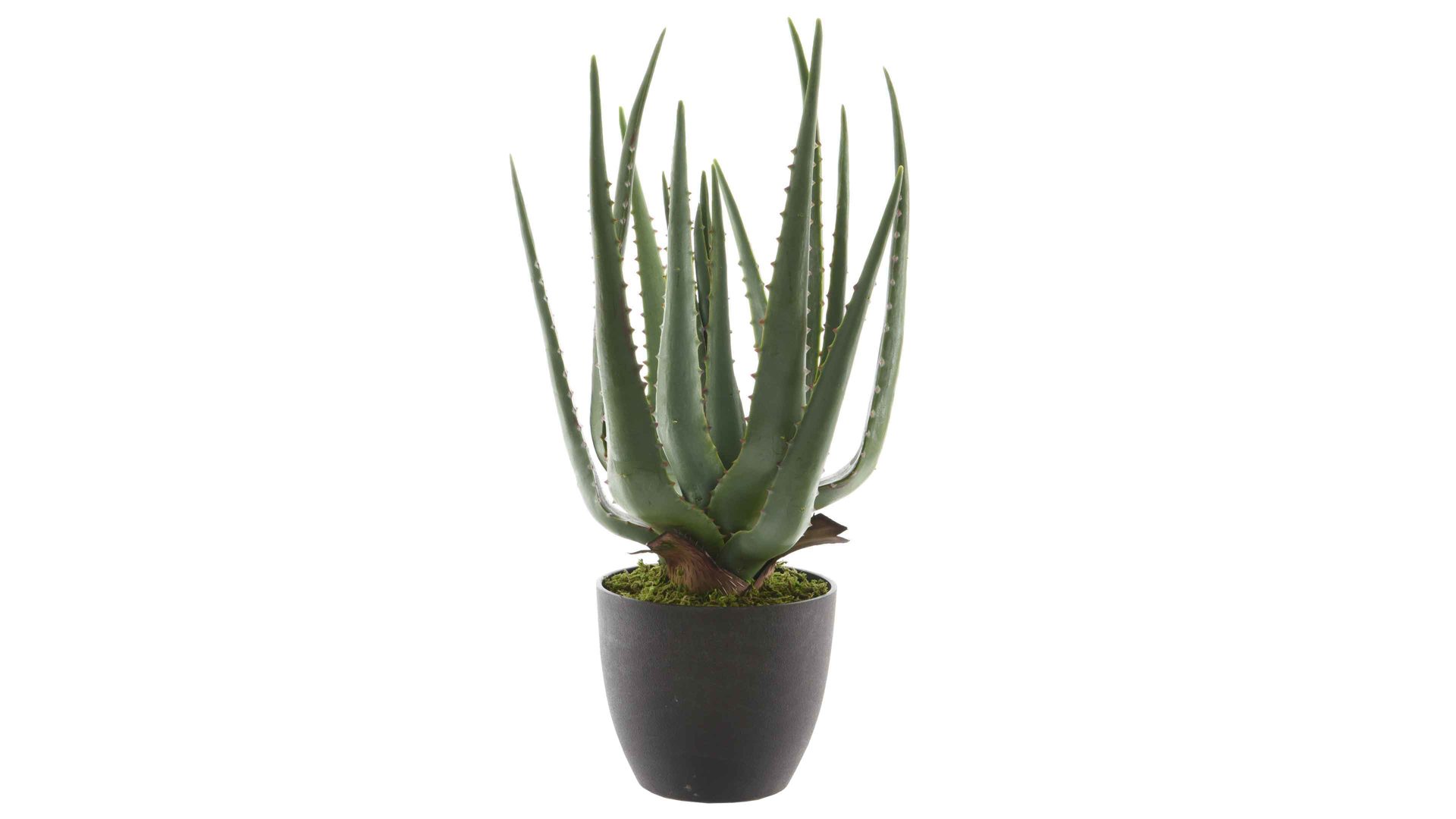 Pflanze Kaemingk aus Kunststoff in Dunkelgrün Aloe Vera im Topf dunkelgrüner & schwarzer Kunststoff - Höhe ca. 40 cm