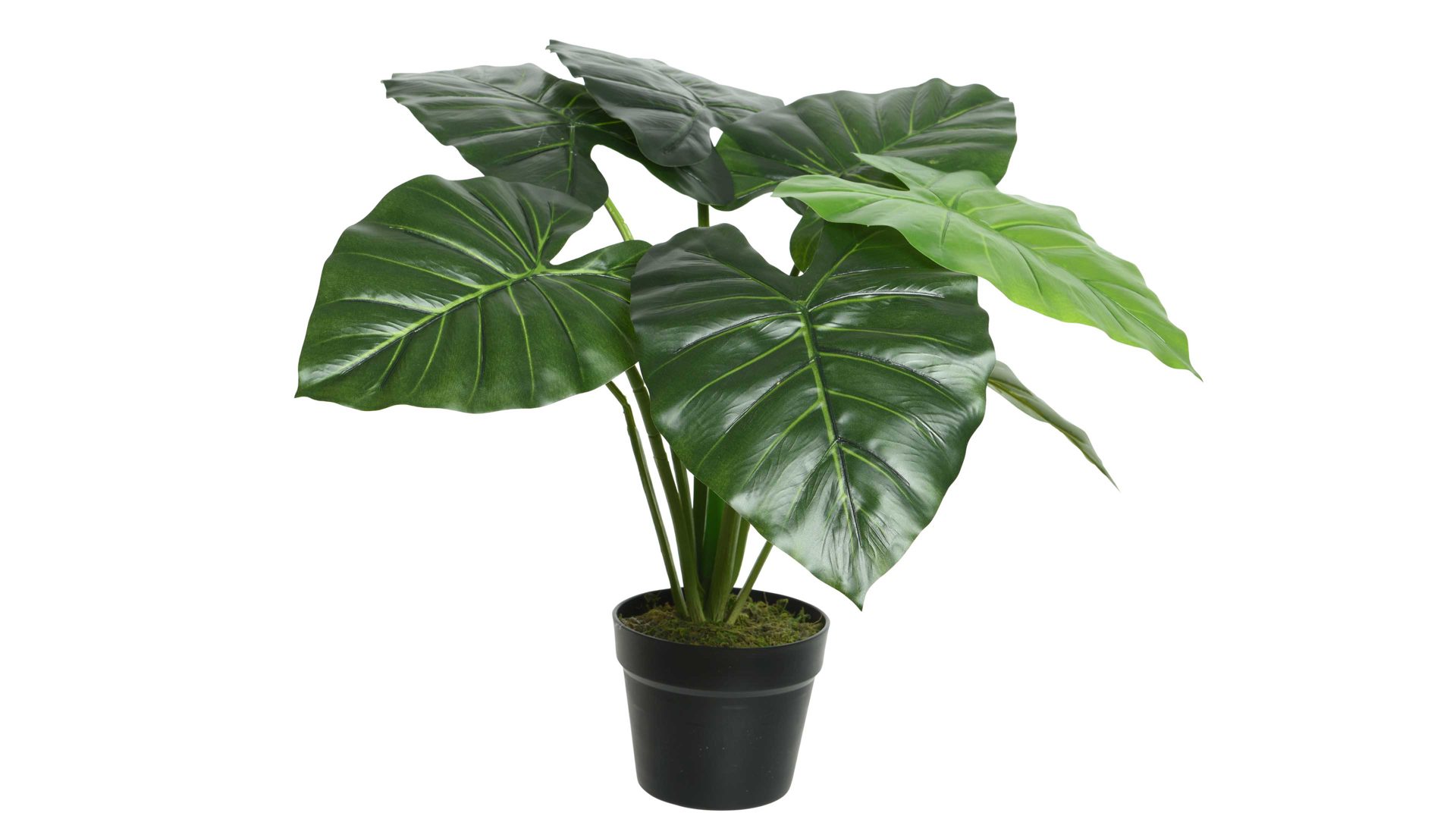 Pflanze Kaemingk aus Kunststoff in Grün Taro - riesenblättriges Pfeilblatt grüner Kunststoff - Höhe ca. 52 cm