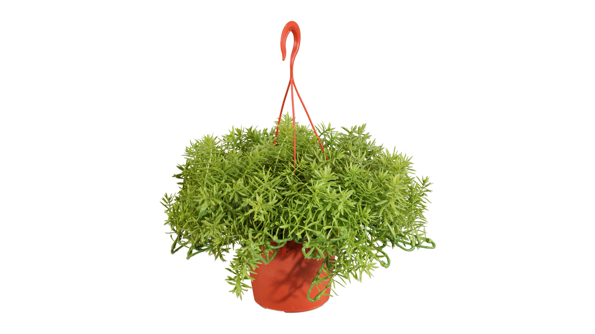 Pflanze Gasper aus Kunststoff in Grün Hängepflanze Goldkreuzkraut senecio aureus künstliche Grünpflanze - ca. 19 cm hoch