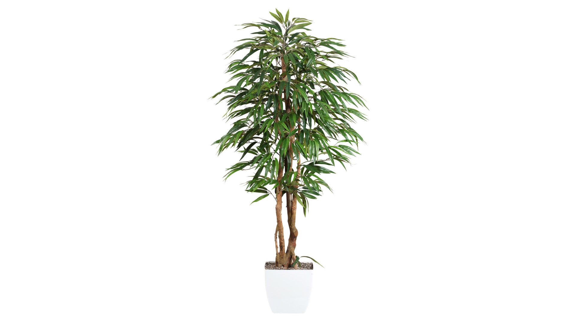 Pflanze Gasper aus Kunststoff in Grün Weeping-Ficus künstliche Buschpflanze - ca. 150 cm hoch