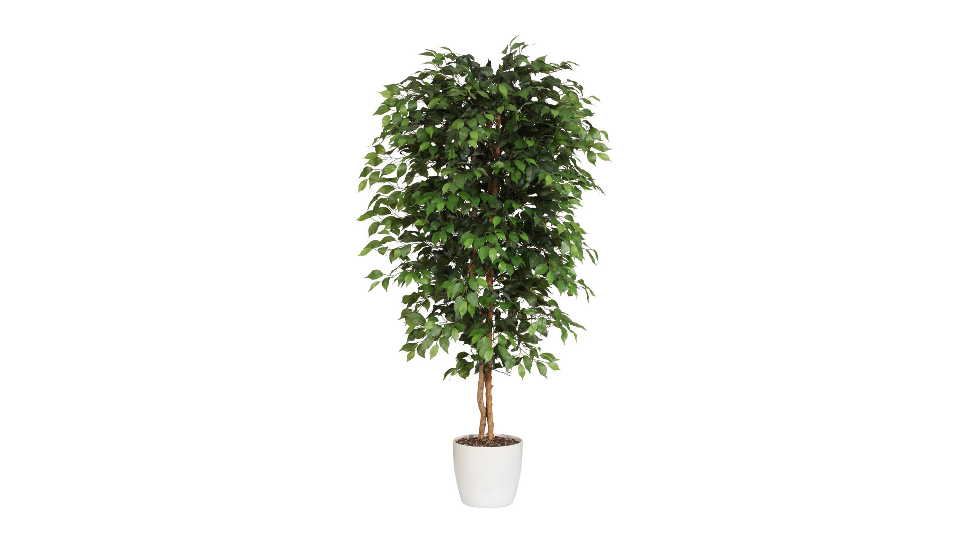 Pflanze Gasper aus Kunststoff in Grün Ficus Benjamini künstliche Grünpflanze - ca. 120 cm hoch