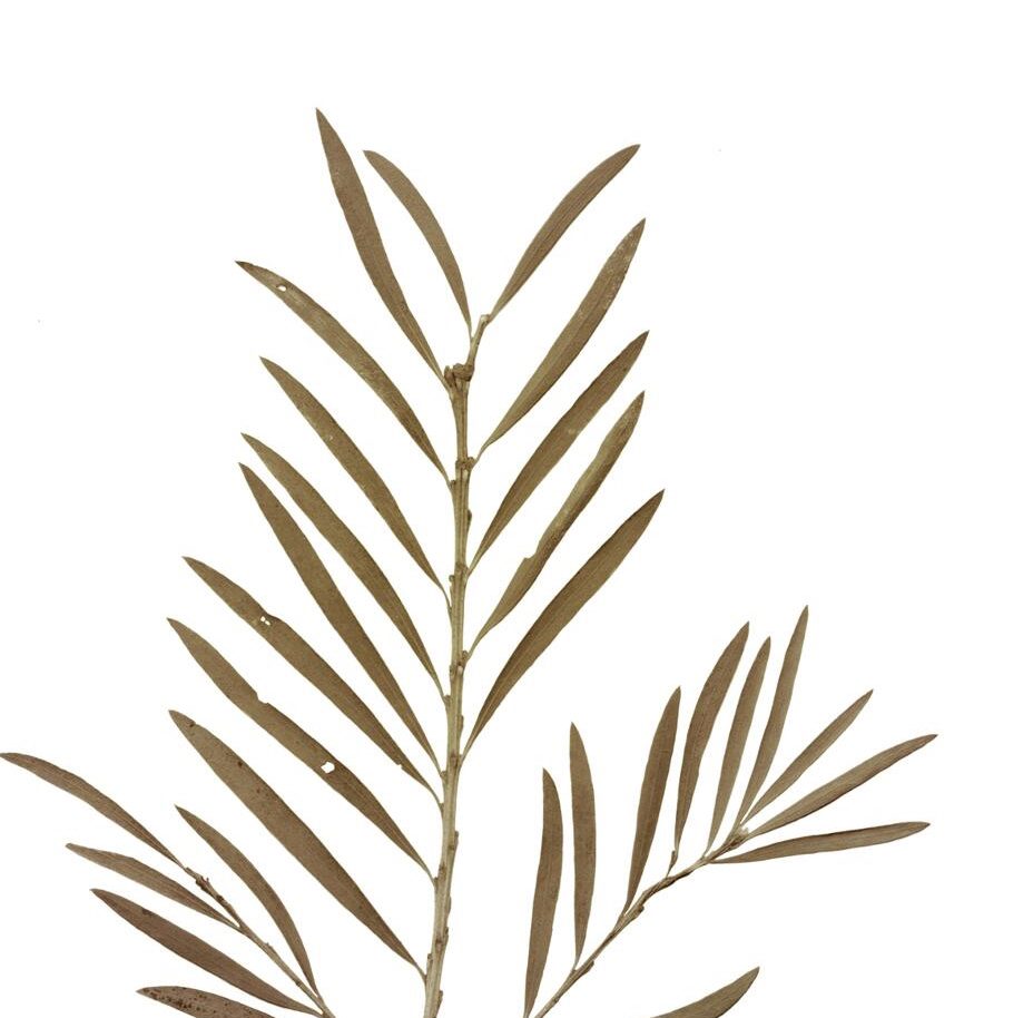 Kunstdruck Malerifabrikken aus Karton / Papier / Pappe in Braun Posterboard Grace 2 mit Rahmen Motiv Pflanzenblatt & Eichenholzrahmen – ca. 30 x 40 cm