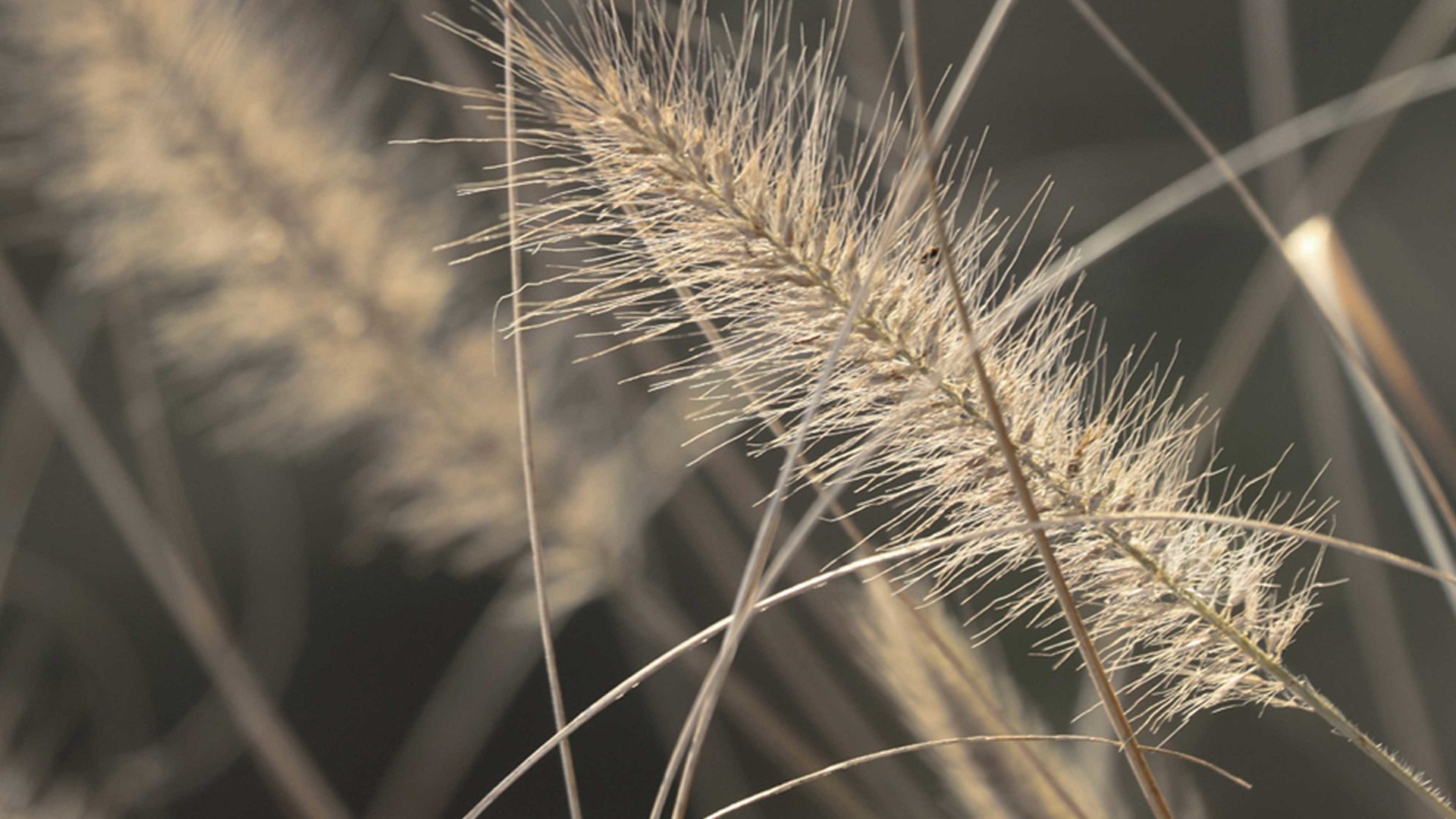 Kunstdruck Malerifabrikken aus Holz in Braun Kunstdruck Mellow Grasses 2 bedrucktes Holz & Eiche – ca. 50 x 70 cm