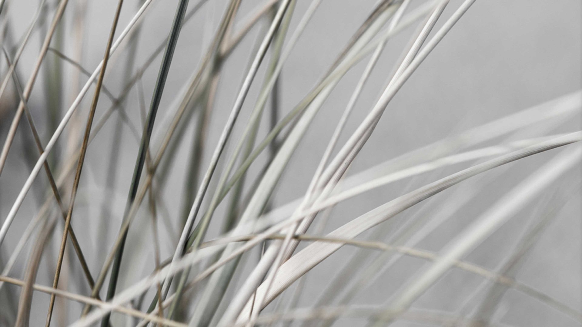 Kunstdruck Malerifabrikken aus Holz in Grau Posterdruck Mellow Grasses 1 bedrucktes Holz & Eiche – ca. 50 x 70 cm