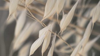 Kunstdruck Malerifabrikken aus Holz in Grau Posterdruck Mellow Grasses 4 bedrucktes Holz & Eiche – ca. 50 x 70 cm