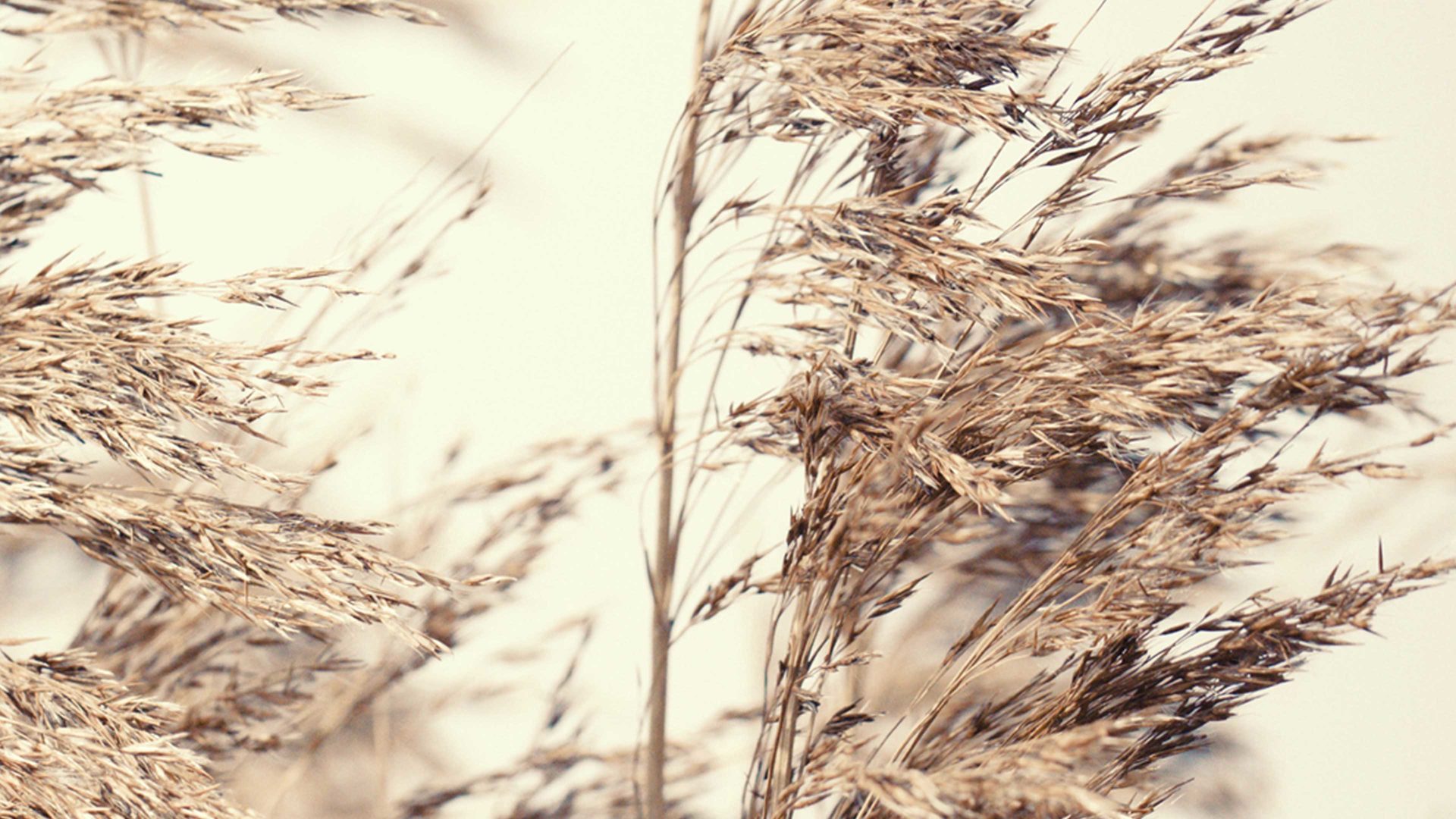 Kunstdruck Malerifabrikken aus Holz in Holzfarben Posterdruck Reed 1 bedrucktes Papier & Eiche – ca. 30 x 40 cm