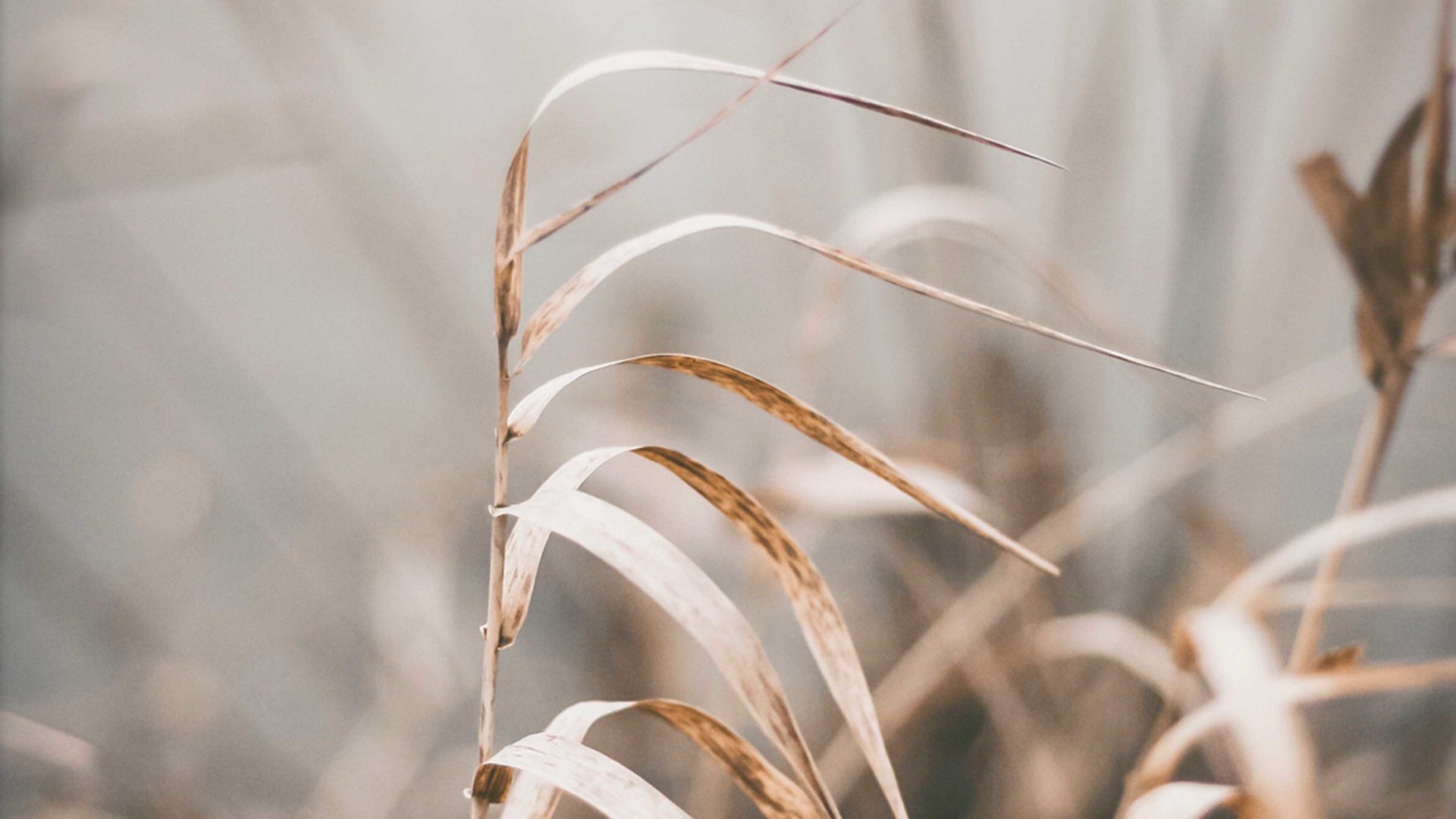 Kunstdruck Malerifabrikken aus Holz in Holzfarben Posterdruck Reed 2 bedrucktes Papier & Eiche – ca. 50 x 70 cm
