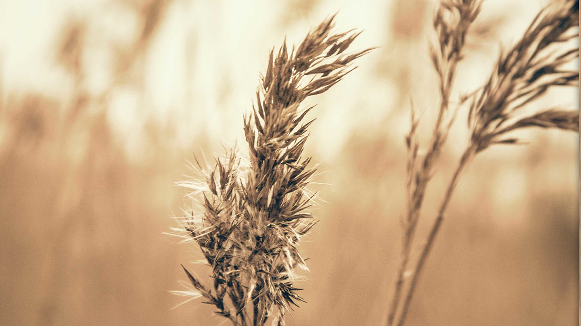 Kunstdruck Malerifabrikken aus Holz in Holzfarben Posterdruck Reed 3 bedrucktes Papier & Eiche – ca. 50 x 70 cm