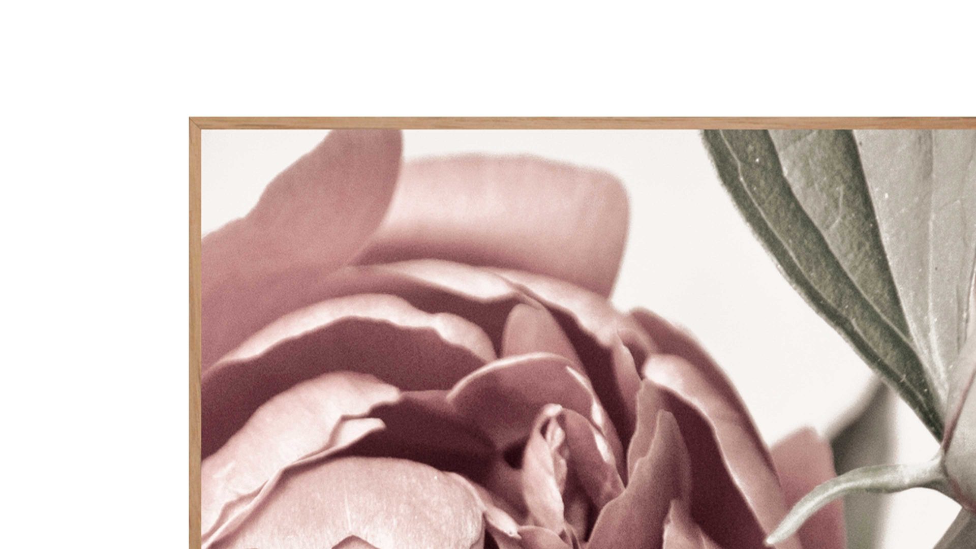 Kunstdruck Malerifabrikken aus Karton / Papier / Pappe in Pastell Posterboard Opulent 2 mit Rahmen Motiv Pfingstrose & Eichenholzrahmen – ca. 30 x 40 cm