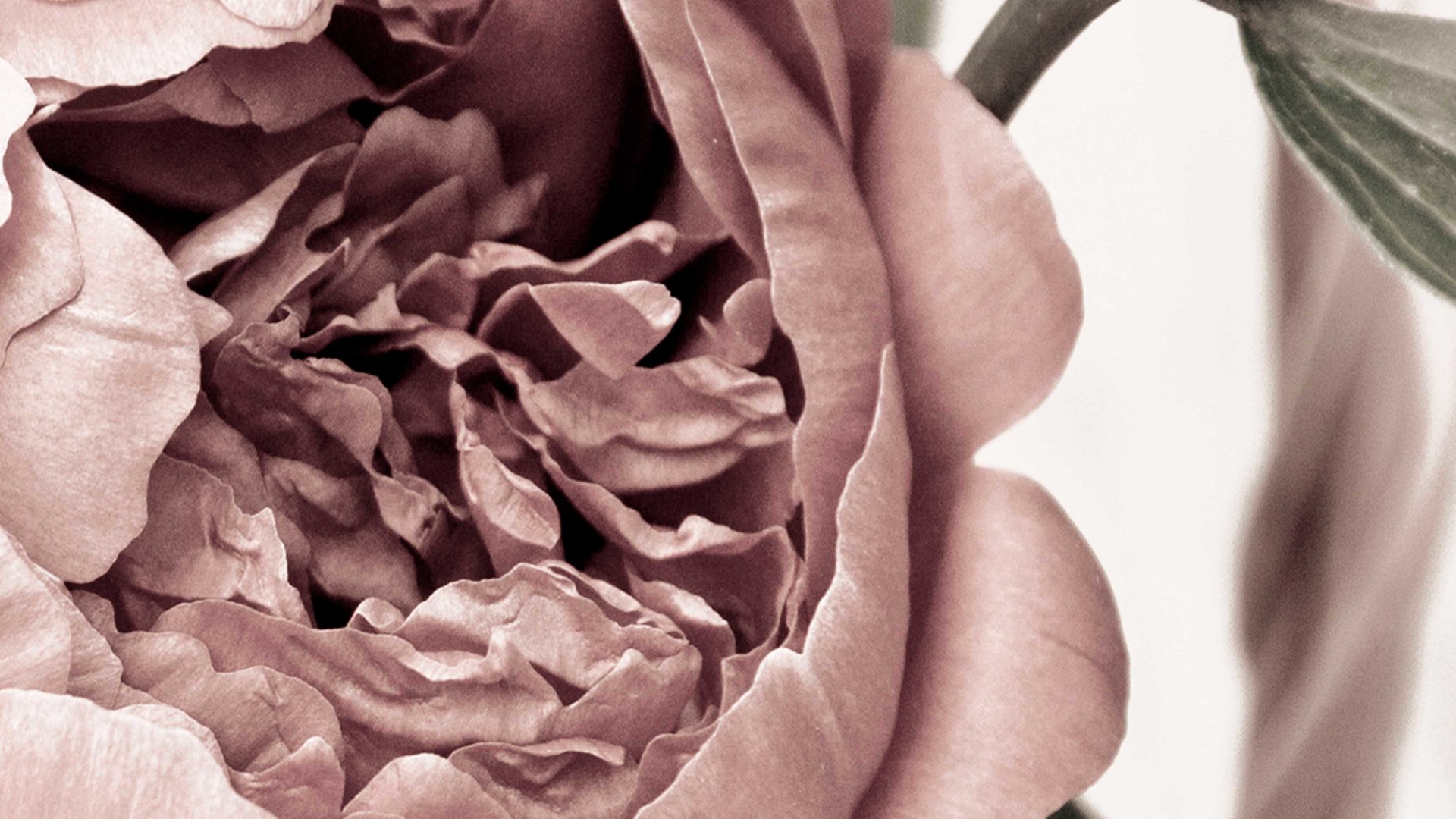 Kunstdruck Malerifabrikken aus Karton / Papier / Pappe in Pastell Posterboard Opulent 2 mit Rahmen Motiv Pfingstrose & Eichenholzrahmen – ca. 30 x 40 cm