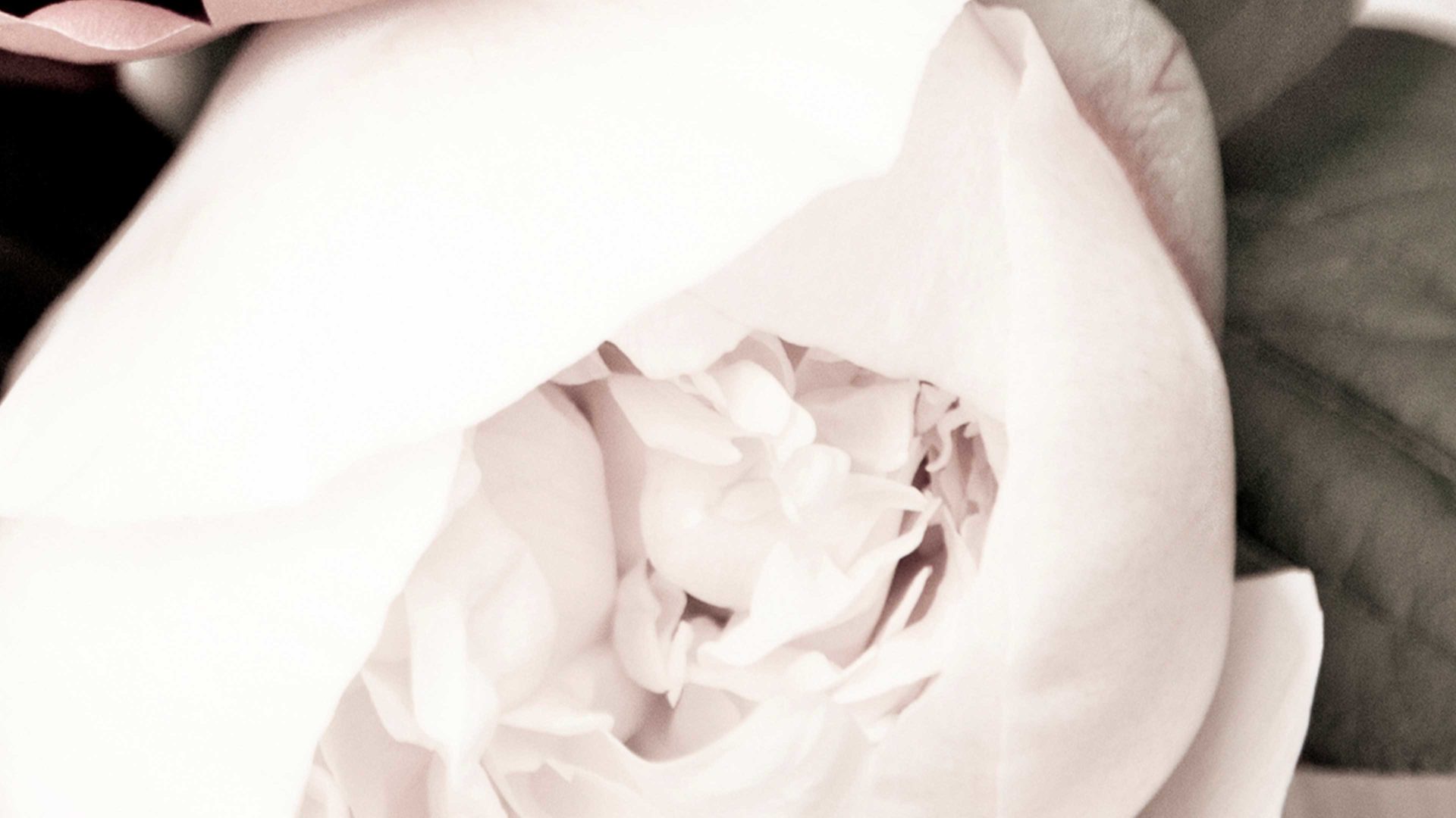 Kunstdruck Malerifabrikken aus Karton / Papier / Pappe in Pastell Posterboard Opulent 2 mit Rahmen Motiv Pfingstrose & Eichenholzrahmen – ca. 30 x 40 cm