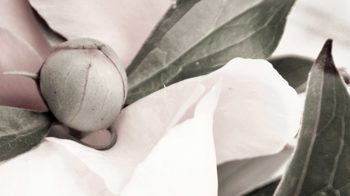 Kunstdruck Malerifabrikken aus Karton / Papier / Pappe in Pastell Posterboard Opulent 1 mit Rahmen Motiv Pfingstrose & Eichenholzrahmen – ca. 50 x 70 cm