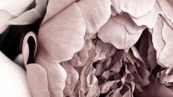 Kunstdruck Malerifabrikken aus Karton / Papier / Pappe in Pastell Posterboard Opulent 1 mit Rahmen Motiv Pfingstrose & Eichenholzrahmen – ca. 50 x 70 cm