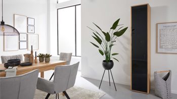 Vitrine Interliving aus Holz in Holzfarben Interliving Wohnzimmer Serie 2024 - Vitrine Eiche & Schwarzglas - eine Tür, Höhe ca. 208 cm