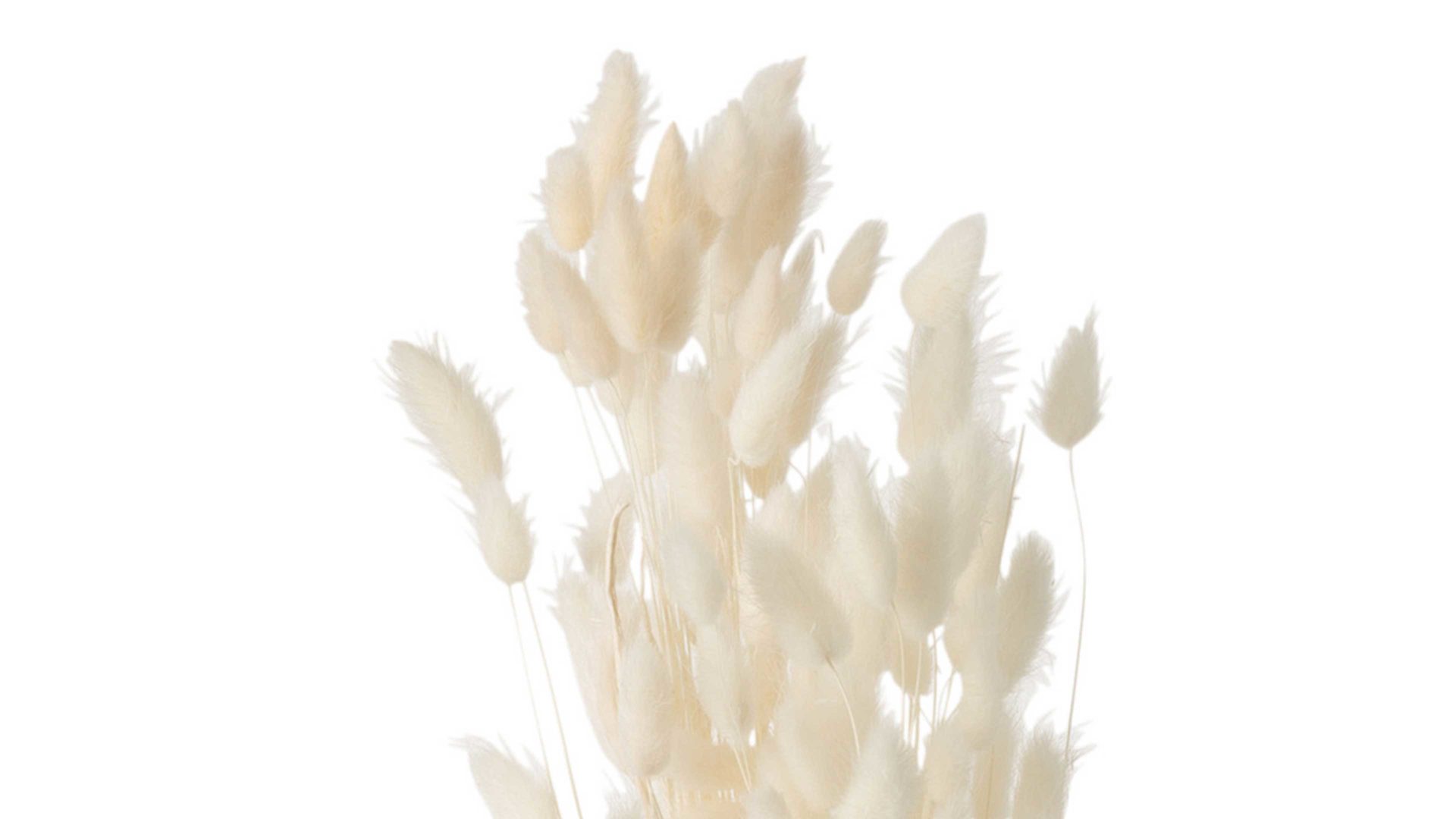 Blume Jolipa aus Naturfaser in Beige Samtgras-Strauß Ecru - Höhe ca. 73 cm