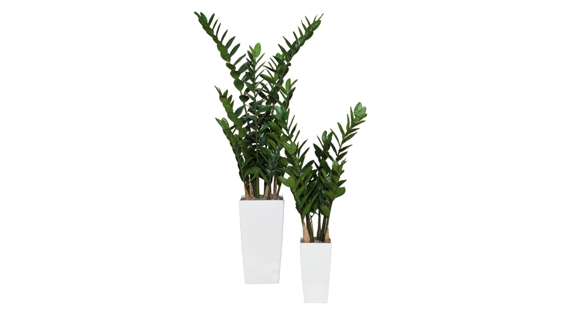 Pflanze Gasper aus Kunststoff in Grün Zamiifolia künstliche Grünpflanze - ca. 70 cm hoch